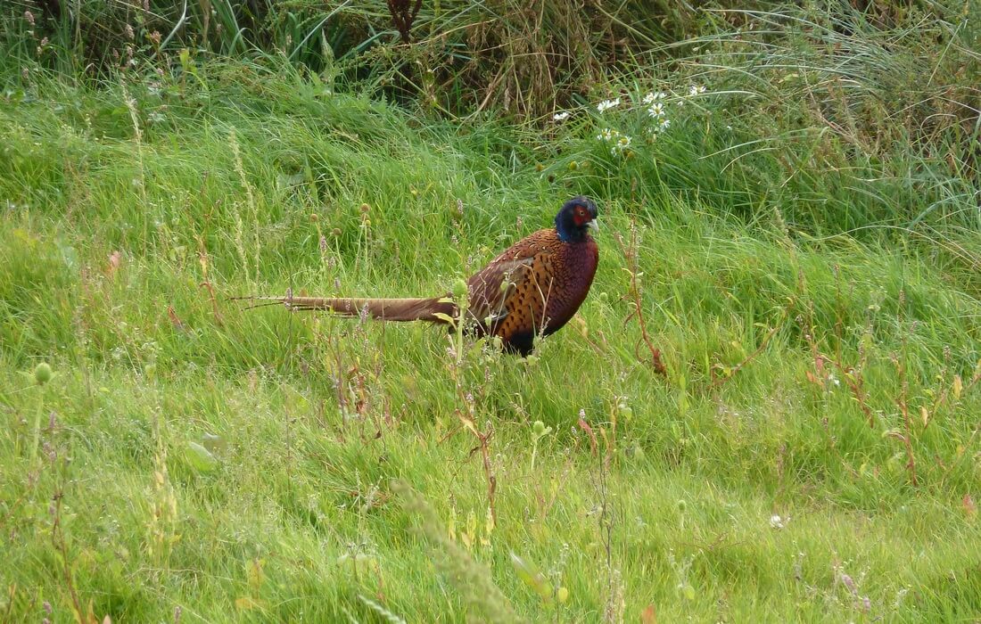 Common Pheasant in green landscape of Kopacki rit Nature Park